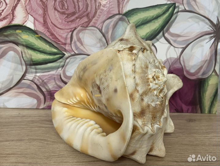 Морские ракушки