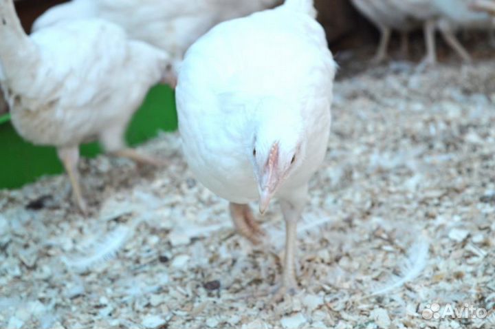 Куры несушки,курица,петухи