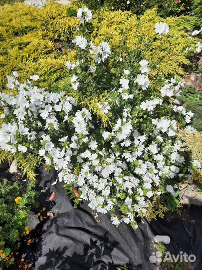 Молочай кипарисовый, очиток, чистец- заячьи ушки