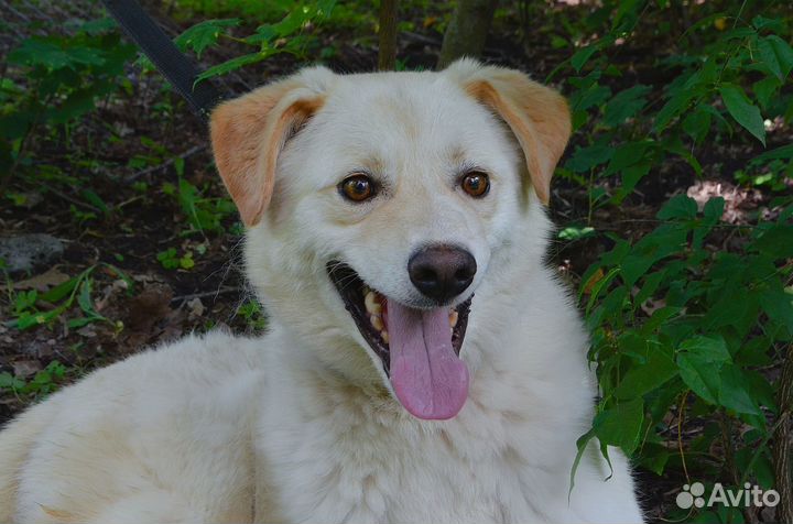 Белоснежный пес