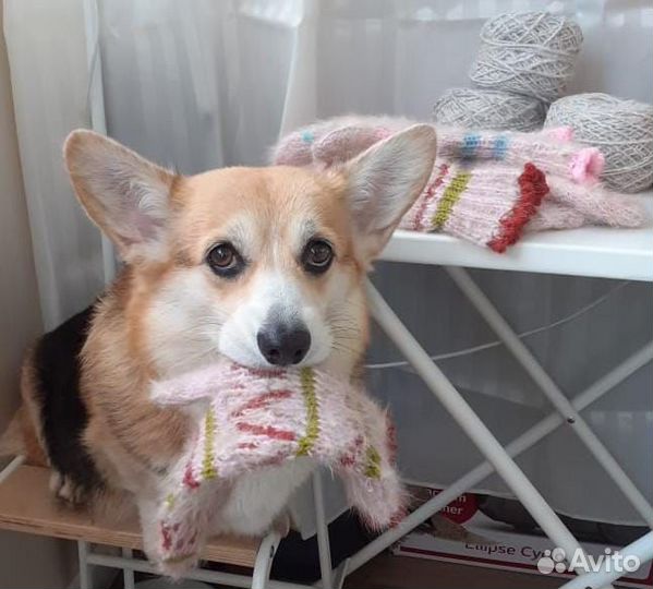 Прядение шерсти собак