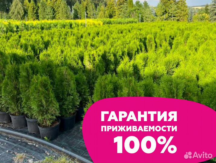 Туя 130 см