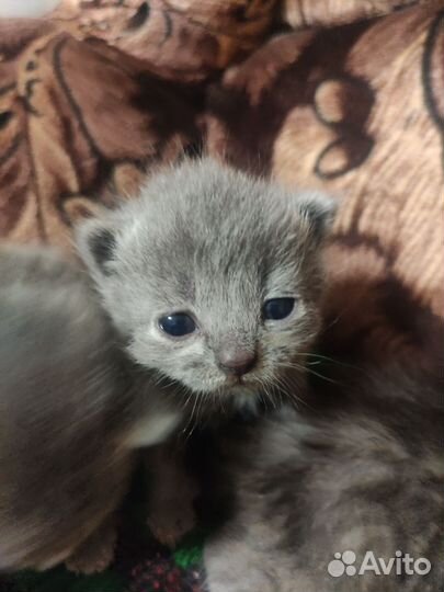 Кошка в дар бесплатно