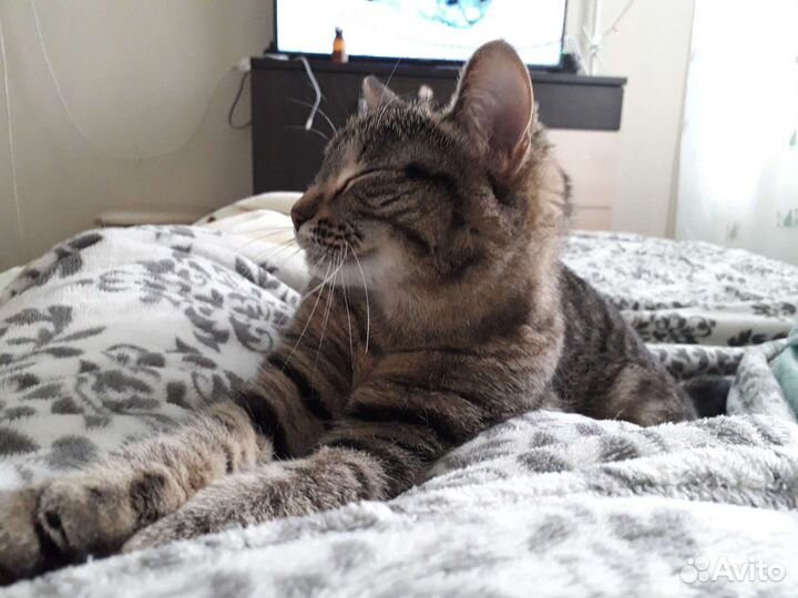 Кошка в дар бесплатно