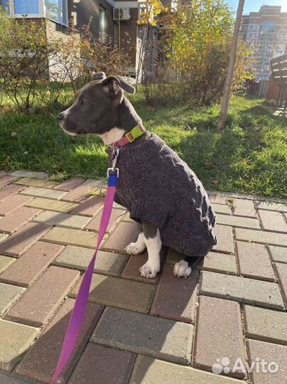 Одежда для собак