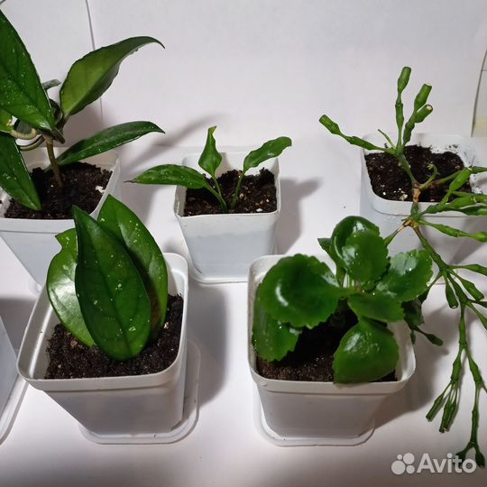 Комнатные цветы