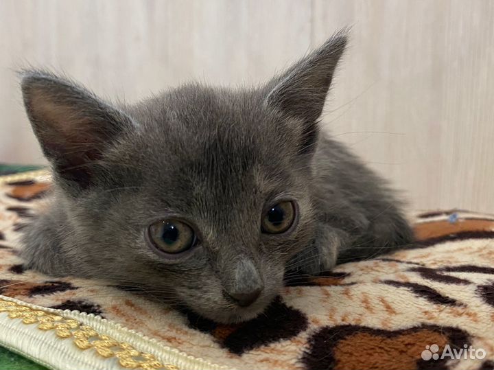 Отдам котят в добрые руки