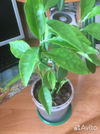 Педилантус