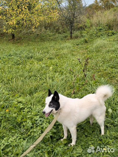 Продам лайку