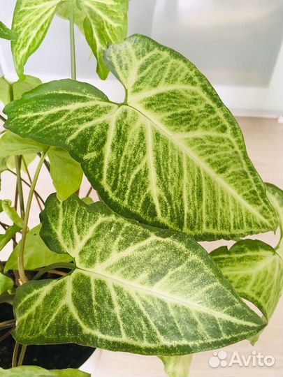 Сингониум 90 см, Венеция сортовой