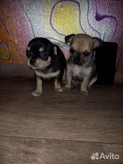 Щенки чихуахуа мини