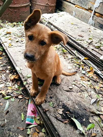 Щенки помесь немецкой овчарки