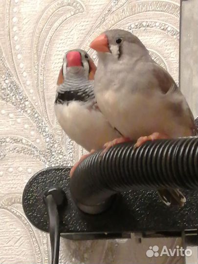 Зебровые амадины