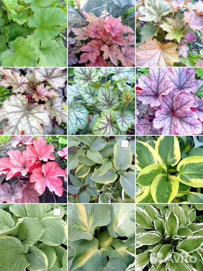 Многолетники, однолетники