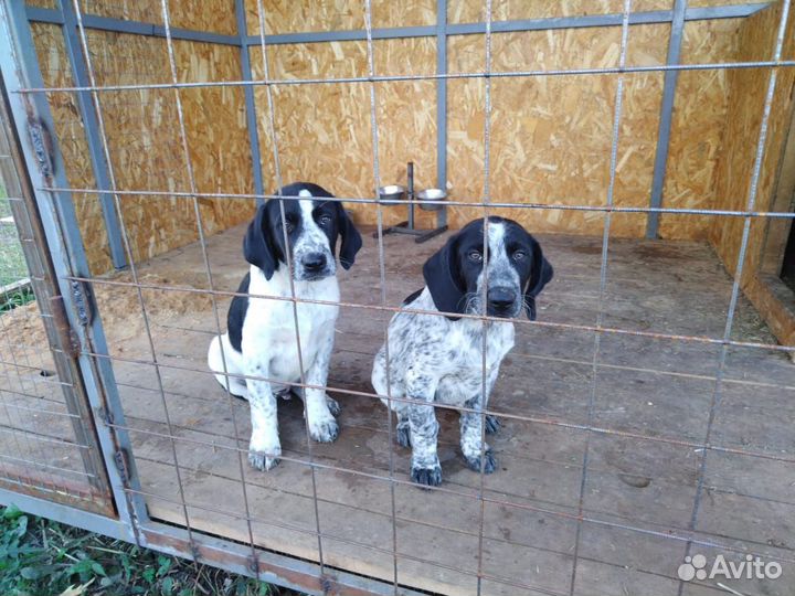 Щенки курцхара