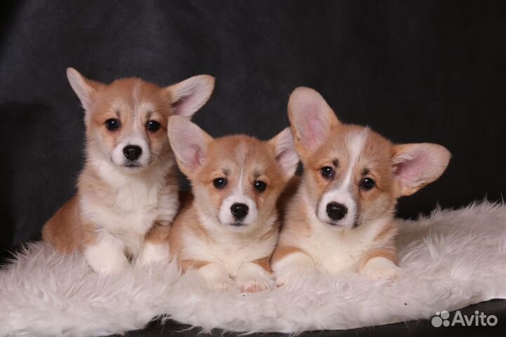 Великолепные щенки вельш корги пемброк