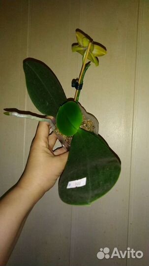Орхидея Zheng Min Anaconda