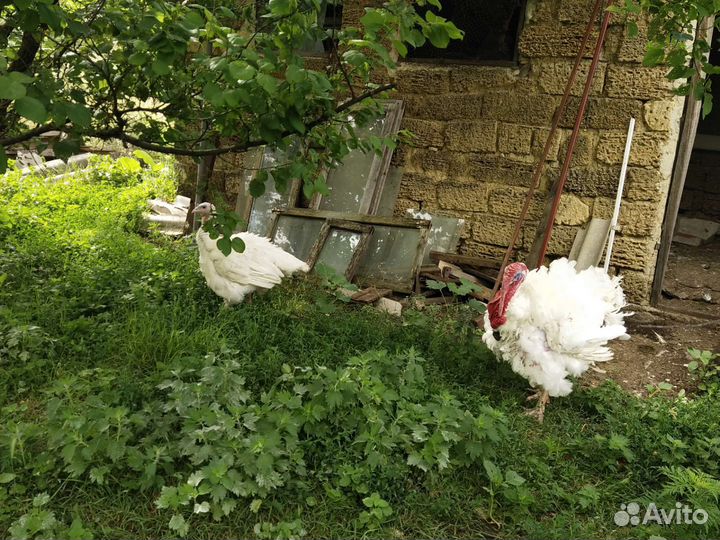 Забой индюка под заказ