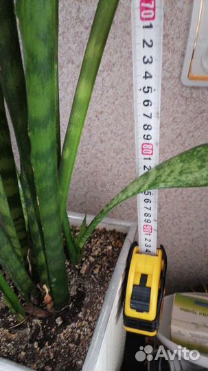 Сансивьерия