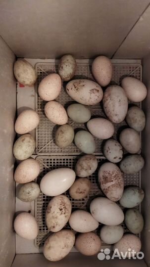 Инкубационное яйцо индоутки и гуся