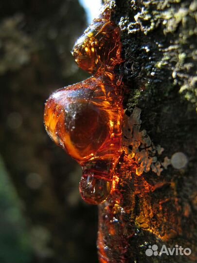 Живица кедровая