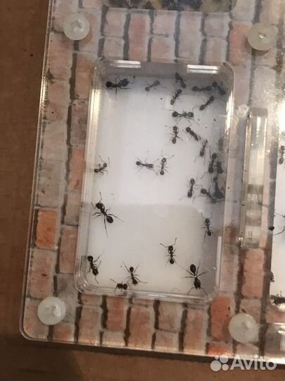 Муравьиная ферма с муравьями
