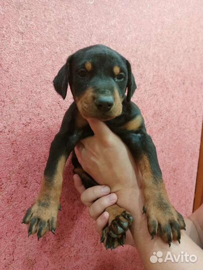 Щенки добермана