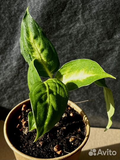 Диффенбахия Камилла / Рефлектор