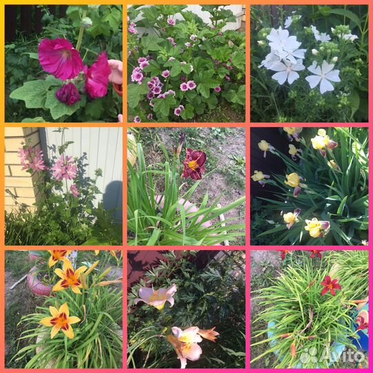 Многолетние цветы