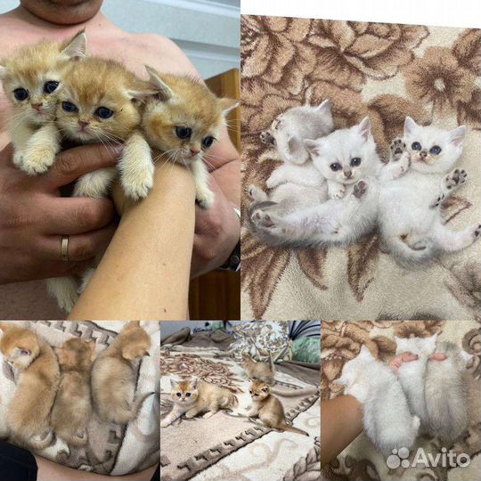 Котята золотистые шиншилла