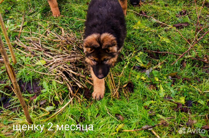 Щенки немецкой овчарки