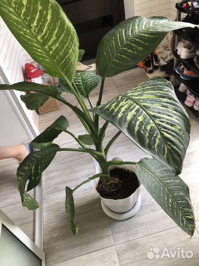 Диффенбахия