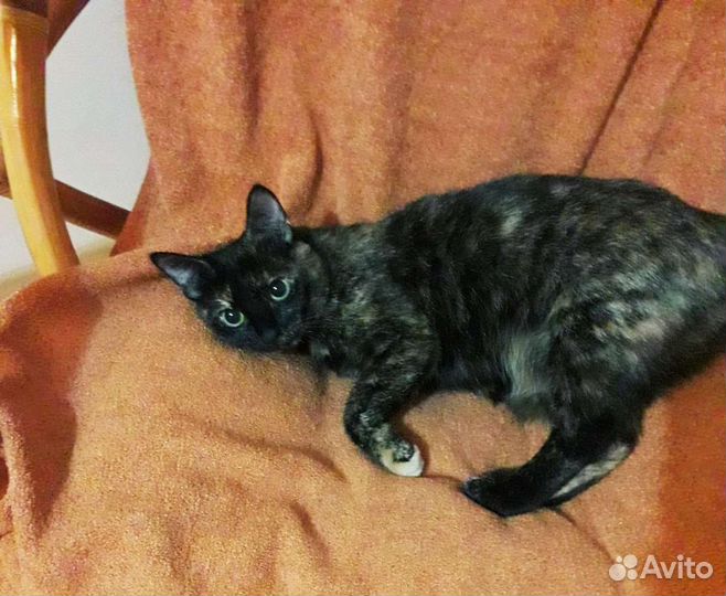 Кошка на счастье