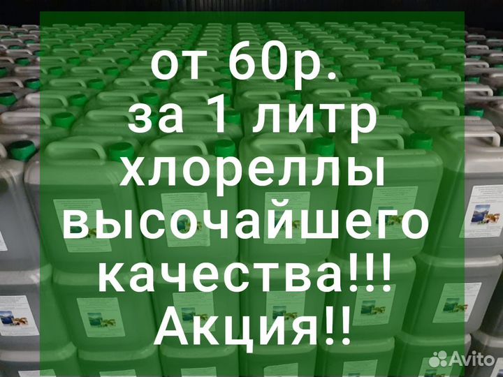 Хлорелла для очистки водоемов и прудов