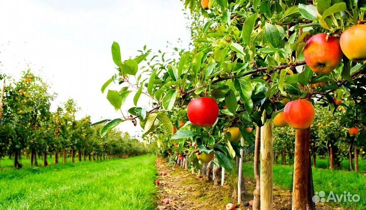 Рабочий. Сборщик яблок