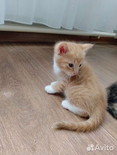 Отдам в добрые руки