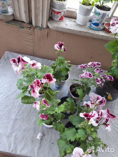 Пеларгония герань королевская