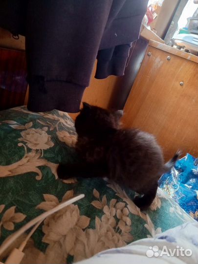 Котята в дар