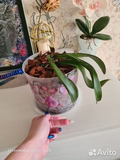 Орхидея фаленопсис