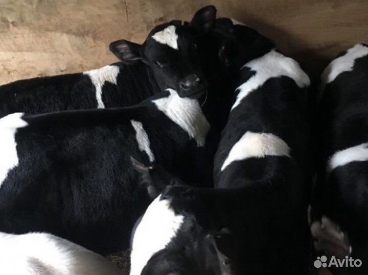 Телята бычки