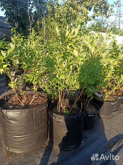 Саженцы голубики в зкс