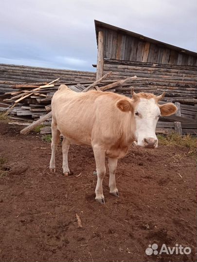 Корова стельная