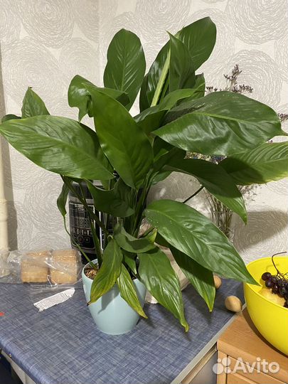 Спатифилум женское счастье