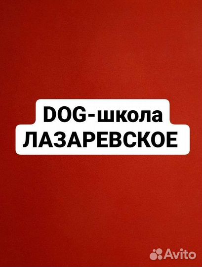 Кинолог, дрессировка передержка собак Лазаревское