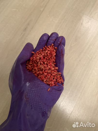 Приманка для крыс, мышей