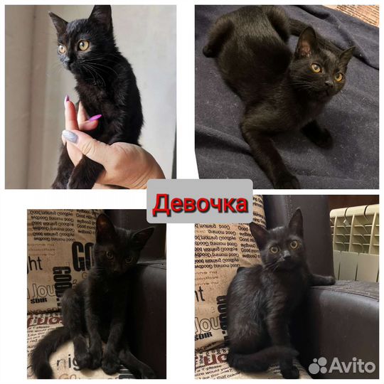 Котенок-девочка в добрые руки