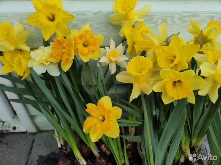 Цветы,Растения разные многолетние