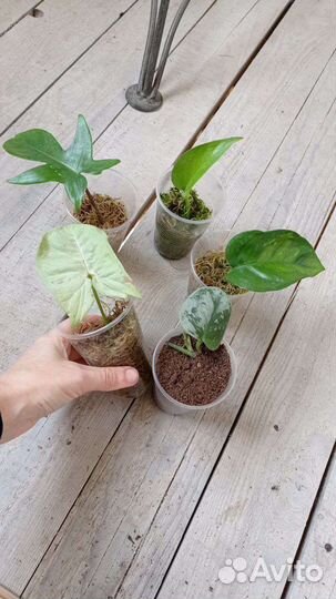 Наборы по одной цене