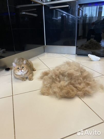 Груминг мейн-кунов и не только