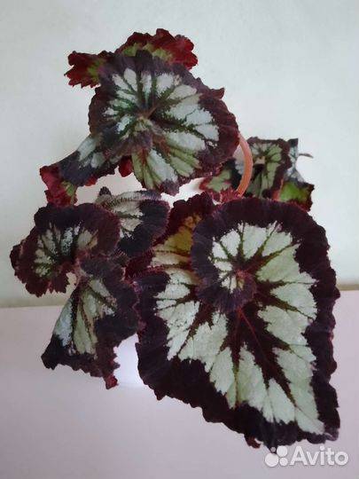 Бегония Лилиан, Шифон